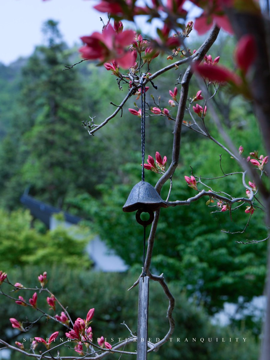 wishgardenHS's tweet image. Azaleas in full bloom, brushing the hills with color — a final flourish of late spring at WishGarden.
Here, the season doesn’t rush to leave. It lingers, soft and bright.

📍WishGarden, Huangshan
#WishGarden #Azaleas #LateSpring #Huangshan #NatureHealing