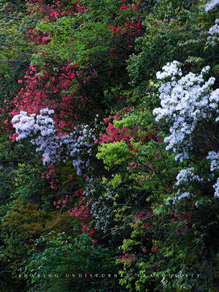 wishgardenHS's tweet image. Azaleas in full bloom, brushing the hills with color — a final flourish of late spring at WishGarden.
Here, the season doesn’t rush to leave. It lingers, soft and bright.

📍WishGarden, Huangshan
#WishGarden #Azaleas #LateSpring #Huangshan #NatureHealing
