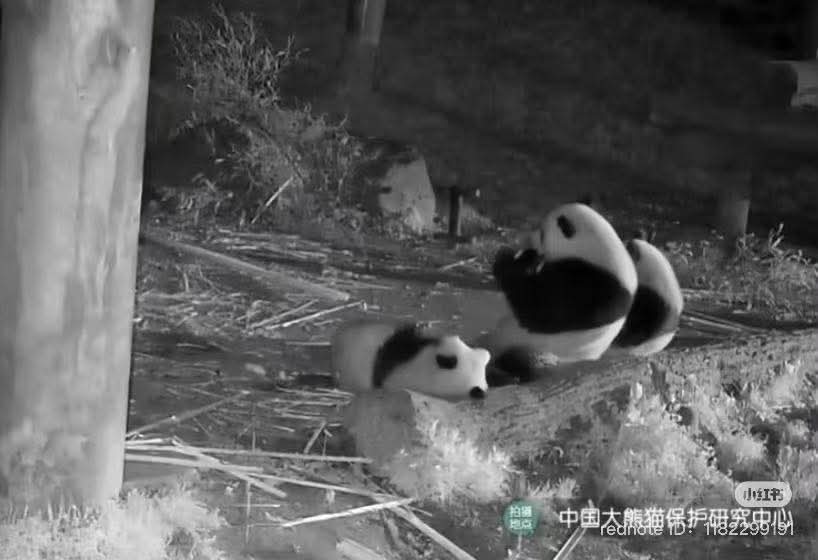 kate68_102's tweet photo. Sulin Panda Family with Night Life 🌚 https://t.co/s9eZ6Rhhm4