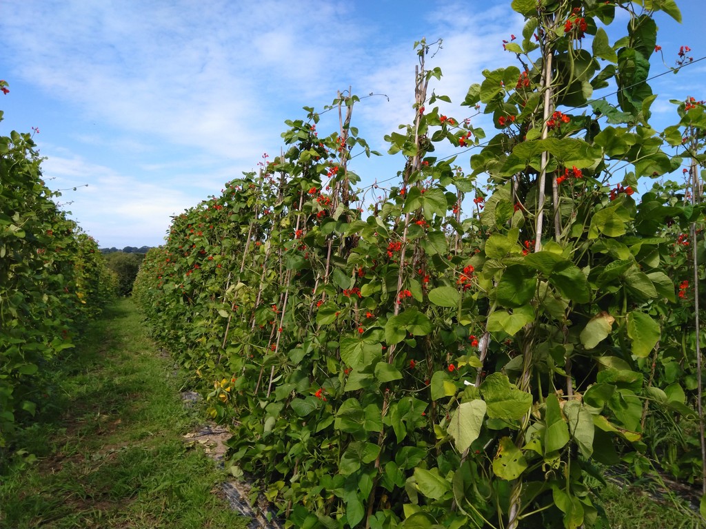 'Bean Stalks'
"This quilt is named after the field of bean stalks we saw on the farm, but it looked more at home in this lovely old apple tree.  The setting stirs my own childhood memories" - KF⁠ 'Quilts on an English Farm' - 
kaffefassett.com/publications/