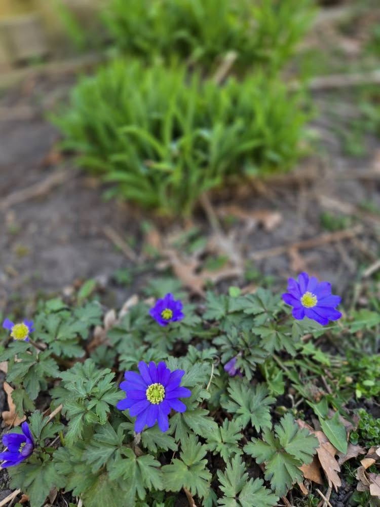 Lindakx947's tweet photo. Came home to this yesterday. Everything's coming up purple!! πππLet the garden surprises begin! #flowergeek #springisspringing Funny how something so simple can make us smile. A BIG Friday smile for you! π https://t.co/Vfon5woE85