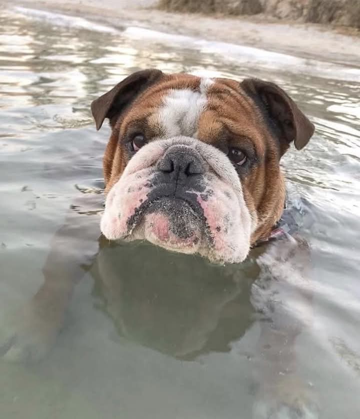 Bulldog05625097's tweet photo. Photo of the day 😍 https://t.co/69Gl8xNnEt