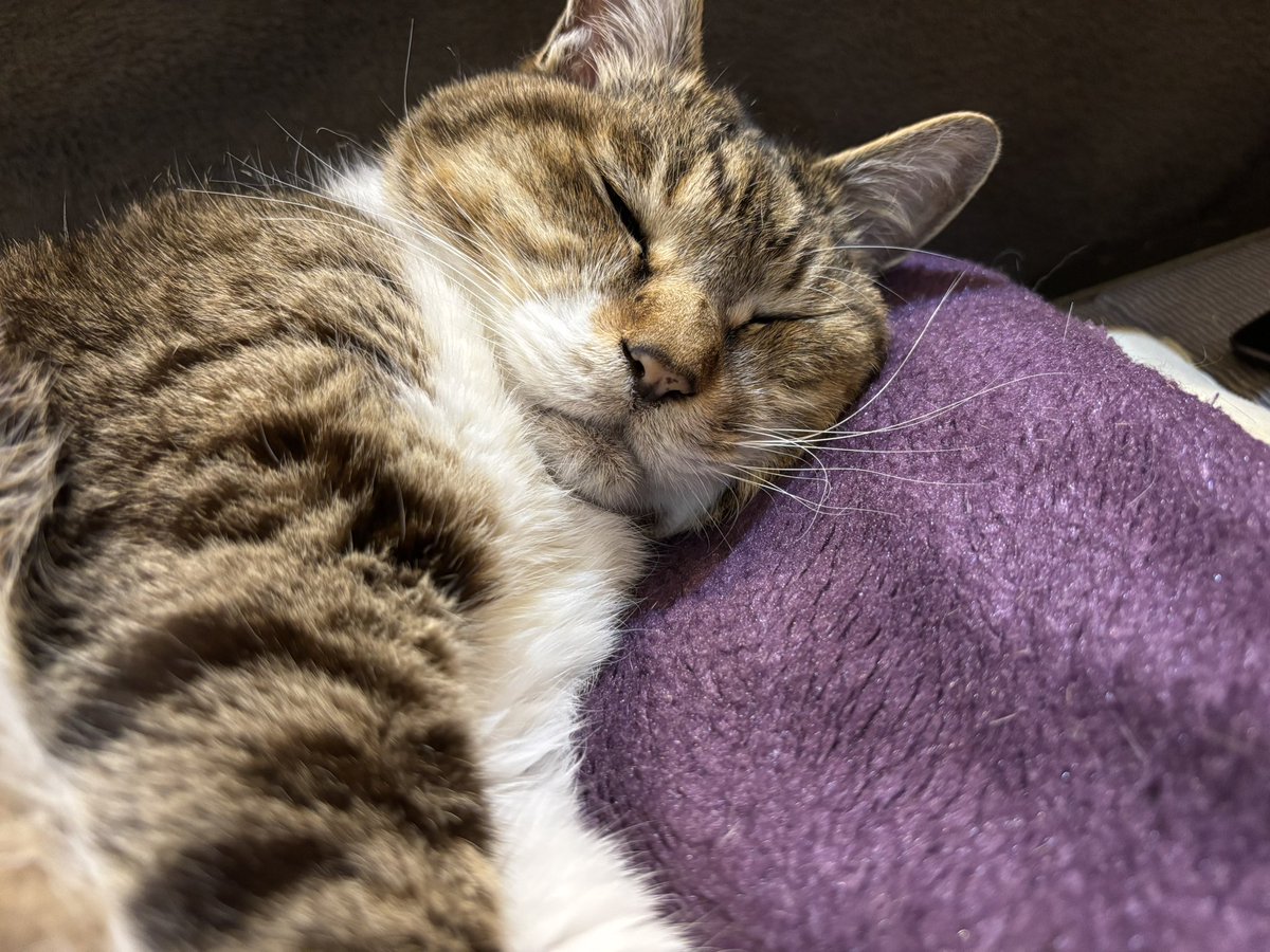 今日のまめ
＃猫のいる暮らし　＃猫のいる幸せ　＃猫　＃まめ