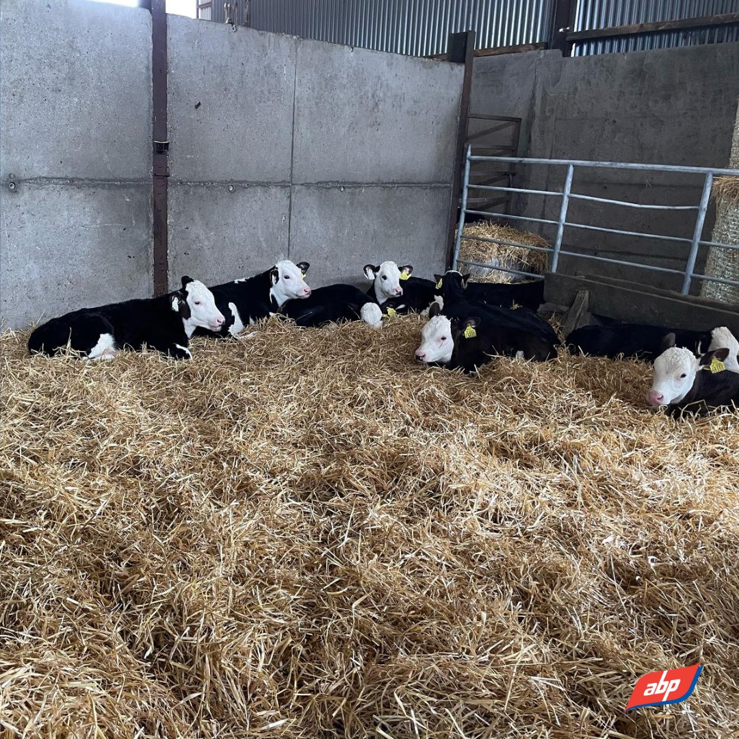 ABPDemoFarm (@abpdemofarm) on Twitter photo The final calves have landed here on the Demo Farm!😍 These are part of the <a href="/I_Herefordprime/">Irish Hereford Prime</a> Breeding Programme, which we're delighted to be involved with.
Sired by HE9637 and HE9777 - high carcass merit sires whilst still maintaining calving ease and gestation.🧬 The final calves have landed here on the Demo Farm!😍 These are part of the <a href="/I_Herefordprime/">Irish Hereford Prime</a> Breeding Programme, which we're delighted to be involved with.
Sired by HE9637 and HE9777 - high carcass merit sires whilst still maintaining calving ease and gestation.🧬