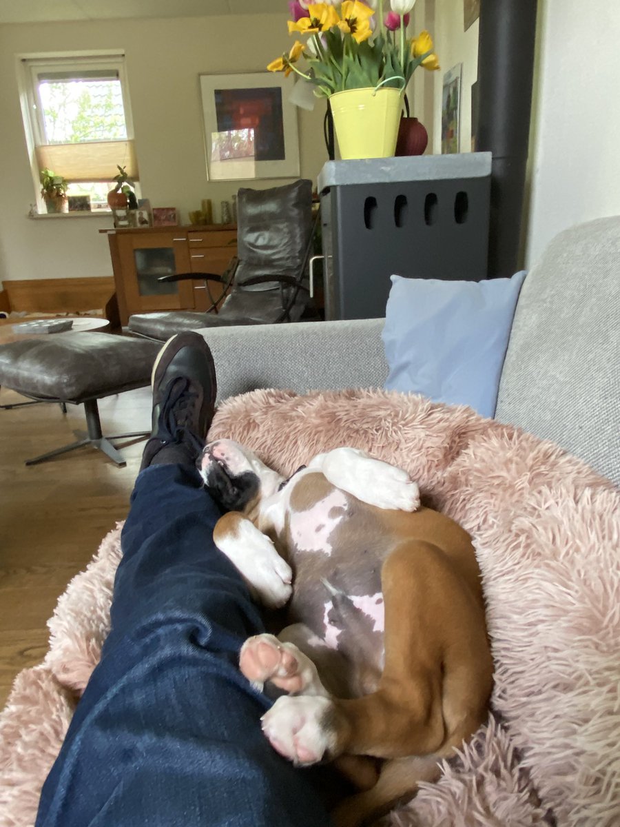 EricGrotens's tweet photo. Even bankhangen samen met de jongste in huis…. #Gozer #boxer #negenweken https://t.co/BTtkOx1Xjk