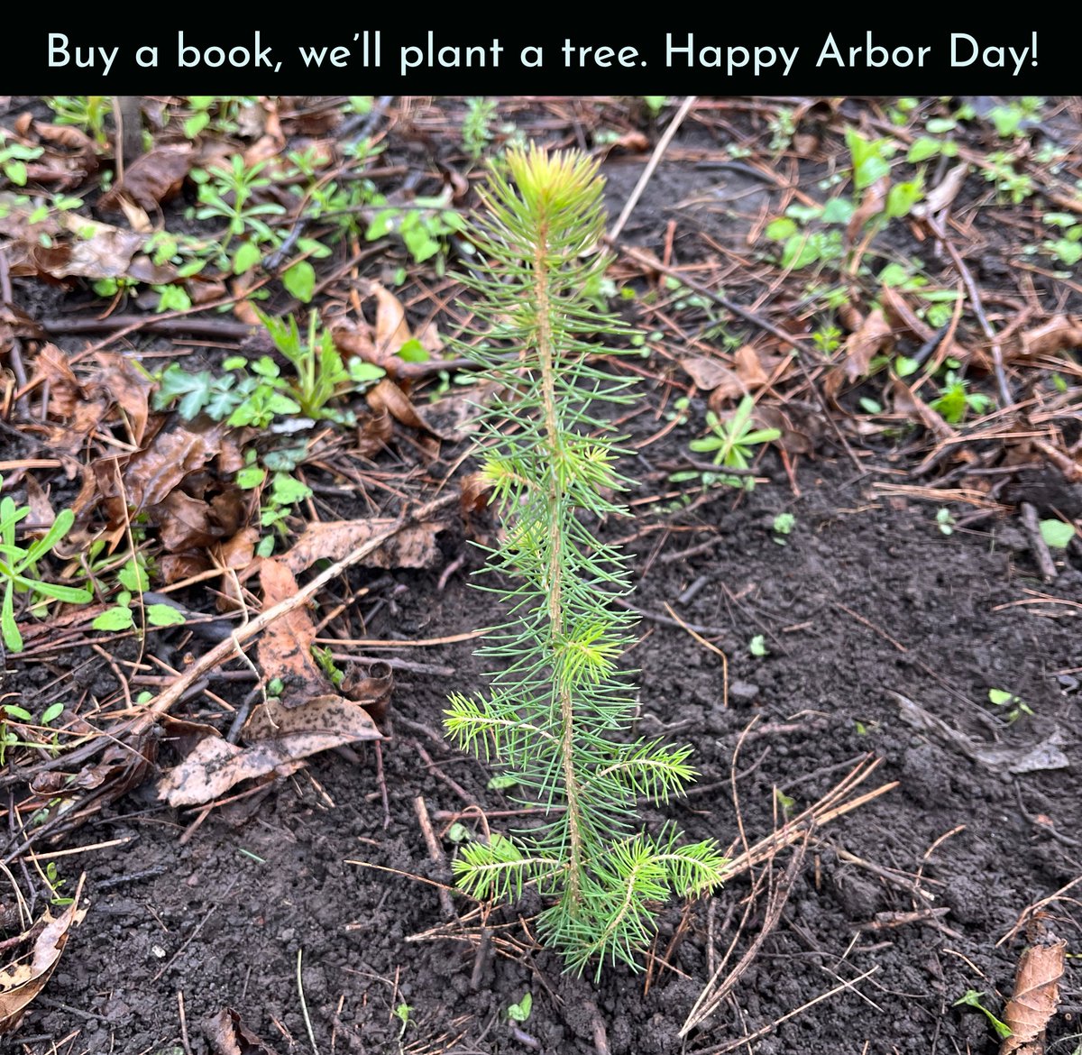 Through April 30, for every book sold we will plant a tree. Did you know that as a nonprofit our mission is not only to poetry but to reforestation? Check out our catalog today, including new work by David Trinidad and Richard Jones.
greenlindenpress.com/books