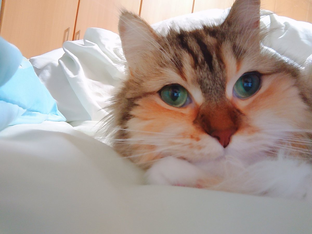stardust_100337's tweet photo. お久しぶりです。猫です https://t.co/NQnaYzaYG3