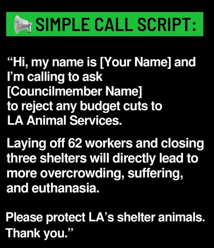 MozzeriansATW's tweet image. PROTEST TODAY @ 1PM at THE VAN NUYS CITY HALL!!!! 🪧✊✊✊

MAYOR’S PROPOSED CUTS WILL CLOSE 3 L.A. ANIMAL SHELTERS!!

Friday, April 25th (TODAY) at 1pm 
Van Nuys City Hall
14410 Sylvan St.
Van Nuys, CA

#dogsofLA #losangeles #karenbass #LA #lacitypets #AdoptDontShop #dogs #cats