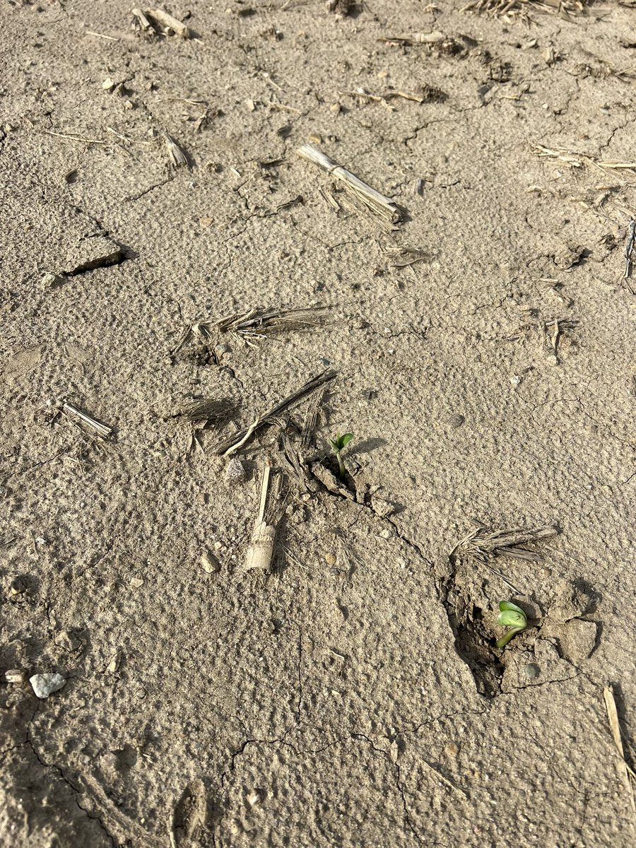 Devinjbaker's tweet image. March 13 soys are making their arrival! Little shower today and the rest should make their appearance soon.