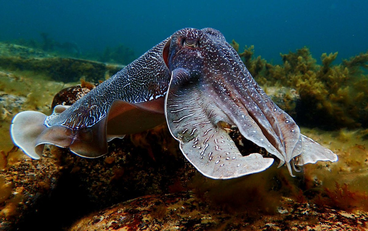 teleostpie's tweet photo. @navimoons_ Giant Australian Cuttlefish https://t.co/98fwZKFQja