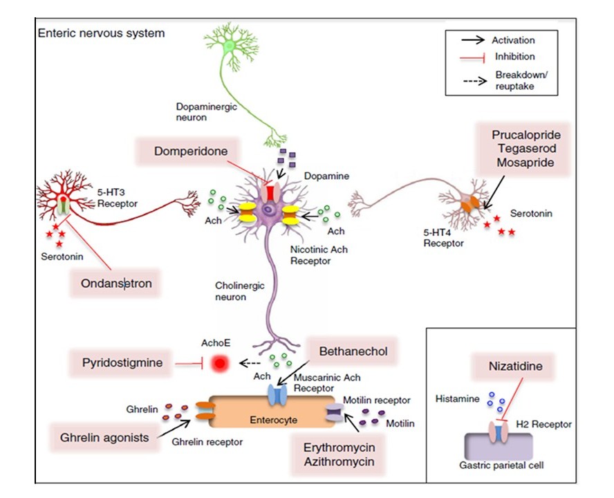 PharmRevJournal's tweet image. Gastroparesis is a gastric motility disorder characterized by delayed gastric emptying without mechanical obstruction. Learn about the options available in the pharmacological management of gastroparesis, as well as the unmet needs and challenges.
🔗 doi.org/10.1016/j.phar….