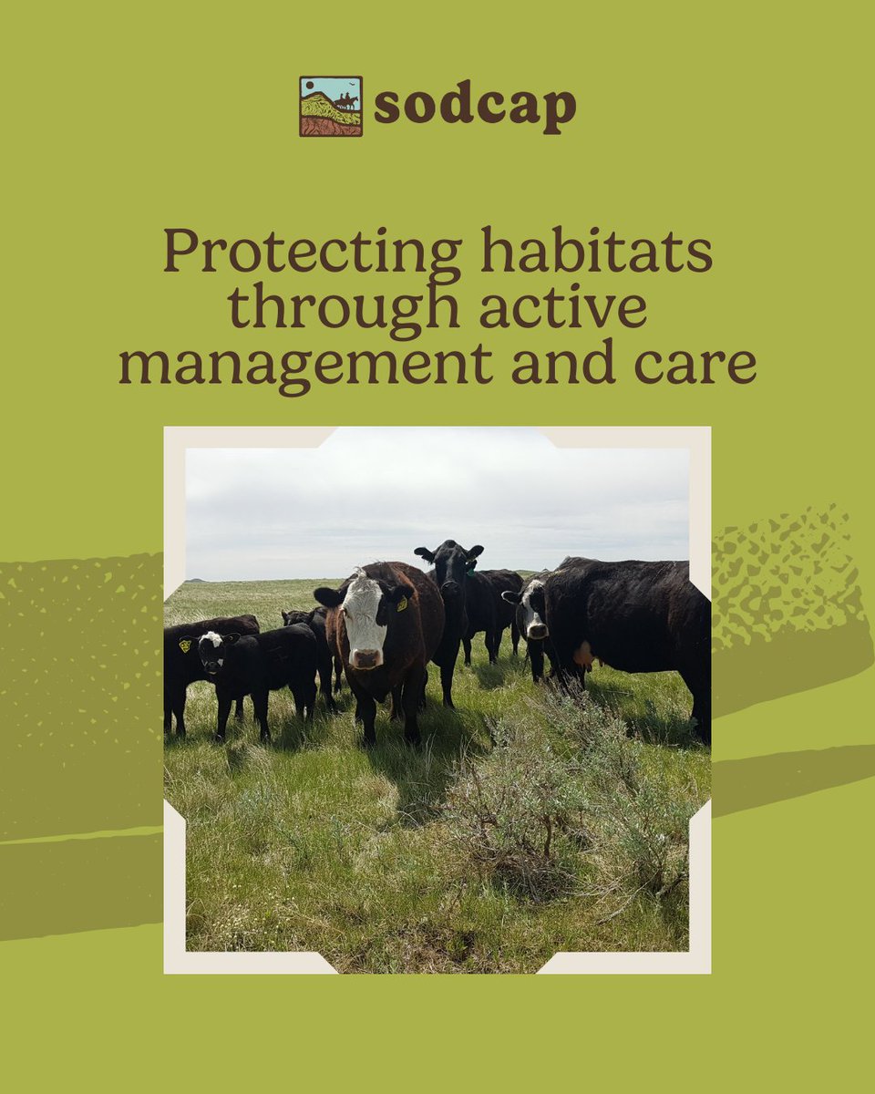 At SODCAP, we focus on more than just protecting habitats. We work on actively managing them through programs that improve the land for species at risk. Our goal is to make sure these ecosystems stay healthy and sustainable over time.