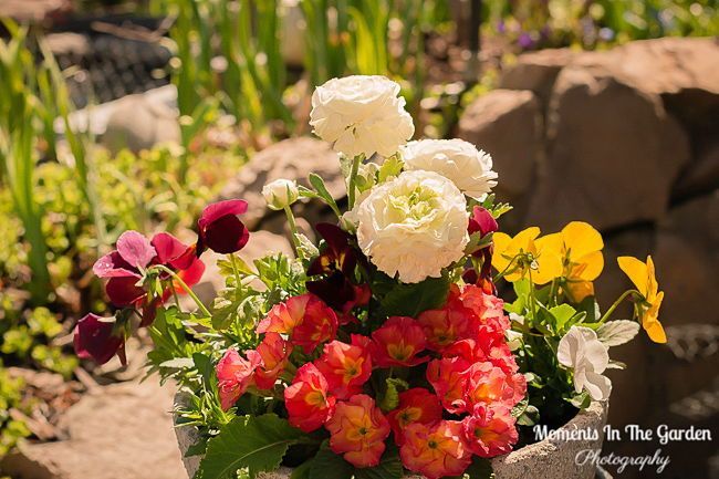 MomentsintheG's tweet image. Spring container thriving well still.  Hardening off baskets and containers.  #baskets #containers #springcontainer #momentsinthegardenphotography