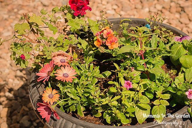 MomentsintheG's tweet image. Spring container thriving well still.  Hardening off baskets and containers.  #baskets #containers #springcontainer #momentsinthegardenphotography