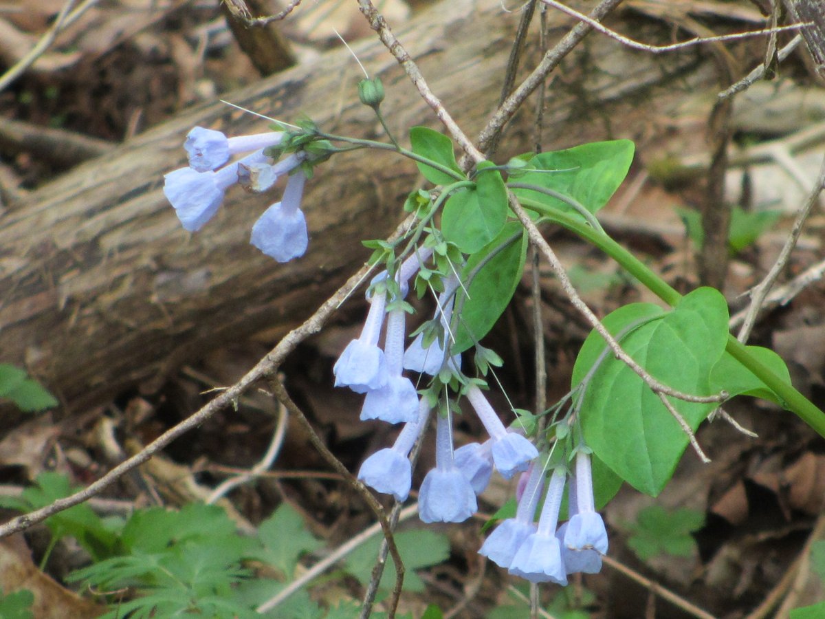 Park Playlist: Rhythm and Blues

Can you hear the bells ring? These bluebells may not keep perfect rhythm, but they sure know how to put on a show every spring. 

Fun fact: Lincoln grew up with Appalachian folk music, which helped inspire the roots of R&amp;B.