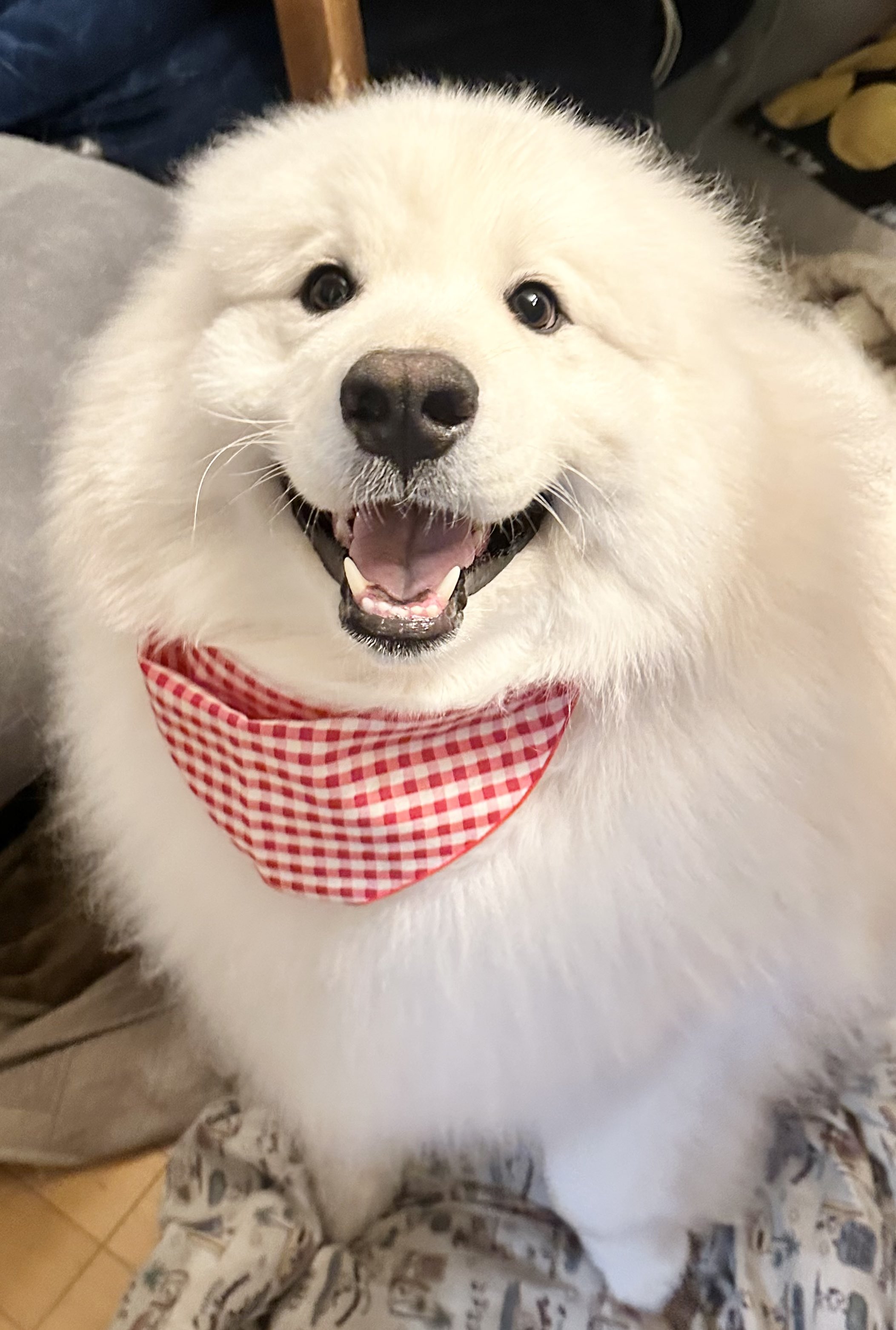 サモエドのソラン soran the samoyed (@samoedsoran) / X サモエドのソラン soran the samoyed (@samoedsoran) / X