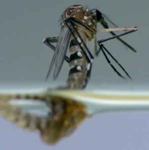 LSHTM_malaria (@lshtm_malaria) on Twitter photo 🌍 This #WorldMalariaDay, discover how water management is pivotal in the fight against malaria. In a new <a href="/NatureWaterJnl/">Nature Water</a> article, <a href="/LSHTM/">London School of Hygiene & Tropical Medicine</a>’s Jo Lines and colleagues highlight the crucial role of water resource management in malaria control strategies.
👉 bit.ly/44EApVe 🌍 This #WorldMalariaDay, discover how water management is pivotal in the fight against malaria. In a new <a href="/NatureWaterJnl/">Nature Water</a> article, <a href="/LSHTM/">London School of Hygiene & Tropical Medicine</a>’s Jo Lines and colleagues highlight the crucial role of water resource management in malaria control strategies.
👉 bit.ly/44EApVe