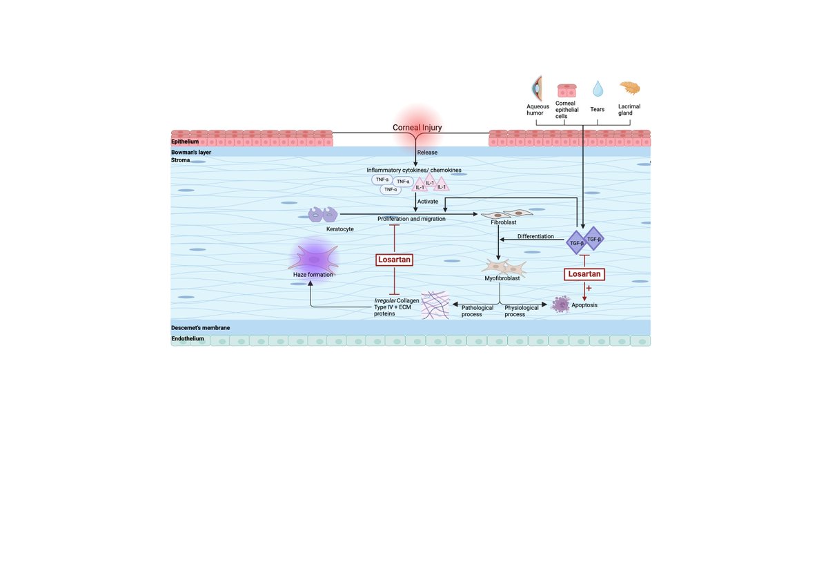 Graefes Highlight rdcu.be/edSRC 
Topical Losartan ophthalmic drops-novel option for corneal opacities and fibrosis
<a href="/ClinMedJournals/">Springer Medicine</a> <a href="/Ophthalmologen/">DOG-Augenheilkunde</a> <a href="/meyer_professor/">Carsten H. Meyer</a> <a href="/oliverzeitz/">Oliver Zeitz</a> <a href="/AndrzejGrzybow/">Andrzej Grzybowski</a> <a href="/EdmundTsuiMD/">Edmund Tsui, MD</a> @kopicAndrijana <a href="/JiaHorungMD/">Jia-Horung Hung</a> <a href="/KusuharaSentaro/">Sentaro Kusuhara</a> <a href="/SN_Ophthalmol/">Springer Nature Ophthalmology</a>