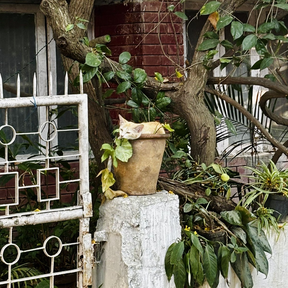 Fauna pretending to be Flora.