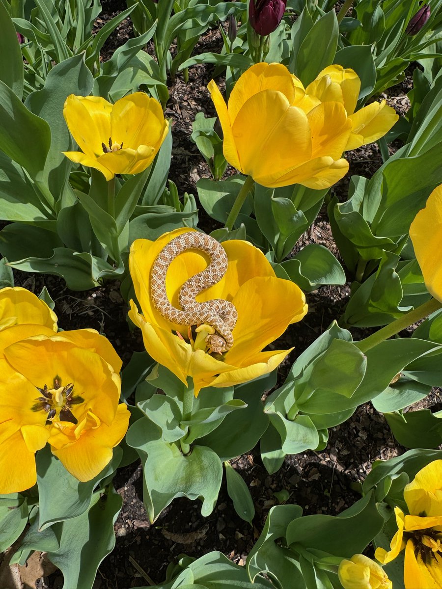 Morty the baby hognose snake enjoying Zoo Blooms! 🌷🐍 Zoo Blooms is presented by Delta Dental!