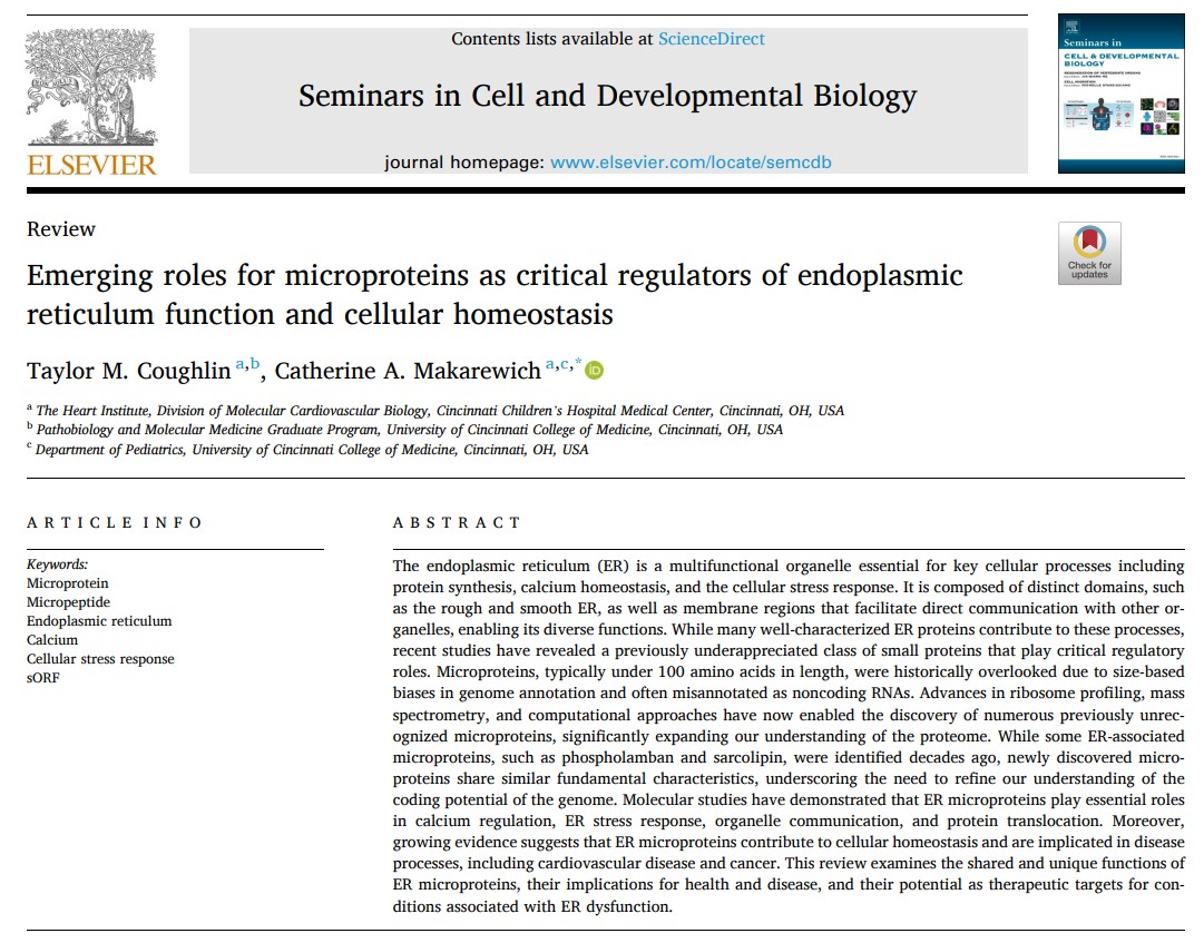 Cat Mak (@catmak23) on Twitter photo 🚨New review out in Seminars in Cell & Dev Biol written by rockstar PhD student <a href="/Taylor_coughlin/">Taylor Coughlin</a>👏🏼
We explore the emerging roles of ER #microproteins in Ca2+ signaling, organelle crosstalk & disease. Small but mighty 💪🏼 & full of therapeutic potential🧬👩🏼🔬
sciencedirect.com/science/articl… 🚨New review out in Seminars in Cell & Dev Biol written by rockstar PhD student <a href="/Taylor_coughlin/">Taylor Coughlin</a>👏🏼
We explore the emerging roles of ER #microproteins in Ca2+ signaling, organelle crosstalk & disease. Small but mighty 💪🏼 & full of therapeutic potential🧬👩🏼🔬
sciencedirect.com/science/articl…