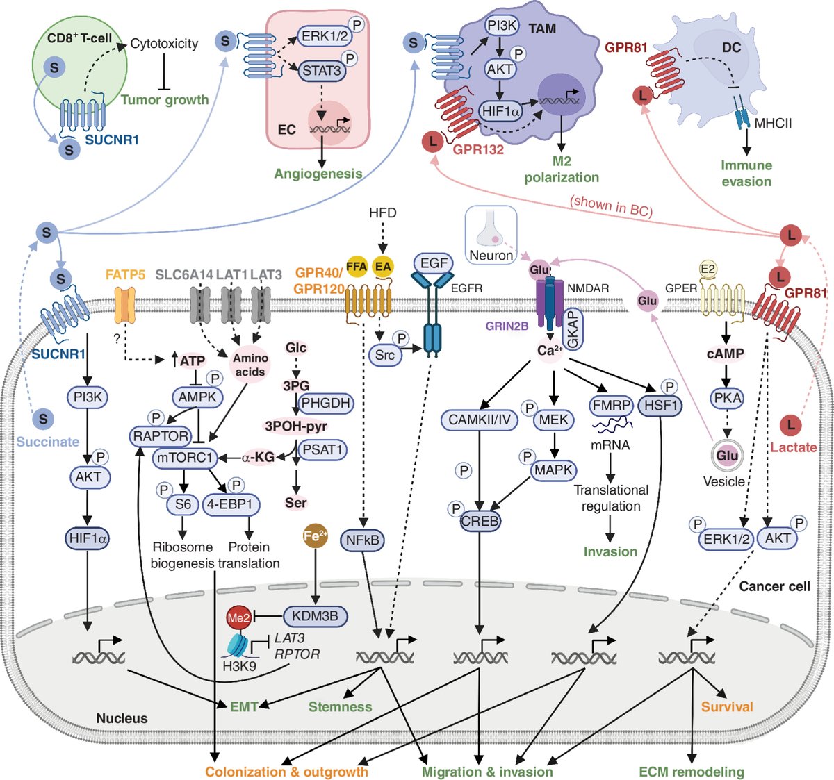 Elizabeth McKenna (@elizsmckenna) on Twitter photo At the #AACR25 Major Symposium on Mechanisms Driving Tumor Heterogeneity to hear Sarah-Maria Fendt speak about metabolic interactions driving metastasis growth? Read more in her recent <a href="/CD_AACR/">Cancer Discovery</a> review: doi.org/10.1158/2159-8… At the #AACR25 Major Symposium on Mechanisms Driving Tumor Heterogeneity to hear Sarah-Maria Fendt speak about metabolic interactions driving metastasis growth? Read more in her recent <a href="/CD_AACR/">Cancer Discovery</a> review: doi.org/10.1158/2159-8…