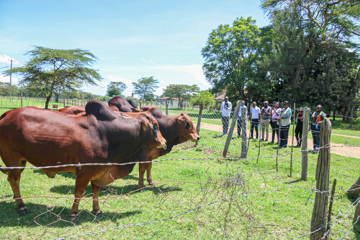 kalromkulima's tweet photo. Today, a delegation from Malawi visited KALRO Dairy Research Institute in Naivasha. The team comprised of members from the Presidential Delivery Unit and Mega Farm Support Department, Malawi. https://t.co/dTbqI1BDhd
