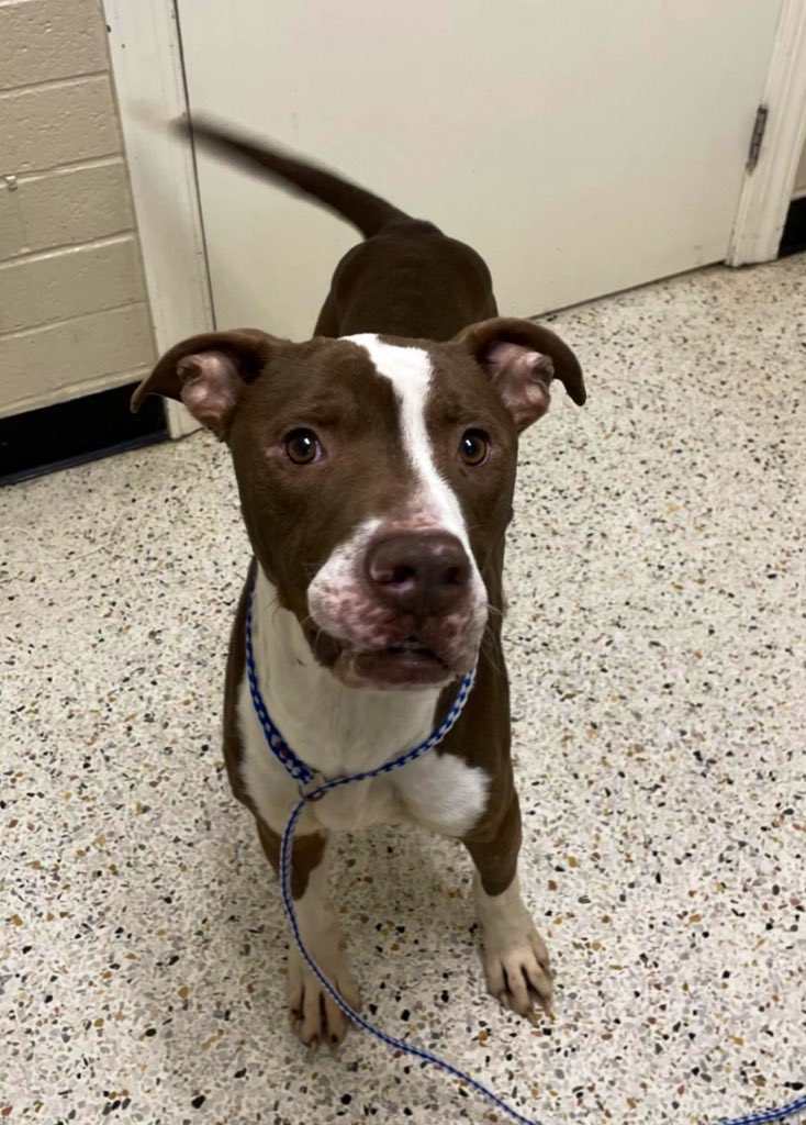 LacDonna's tweet image. Dash in Rocky Mount Animal Shelter has rescue interest!!! BUT he is low on pledges and retweets. Dash needs pledges desperately. Please help Dash, he has had a hard life and this might be his second chance at love and forever!!