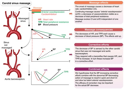 Europace Editor-in-Chief (@europaceeic) on Twitter photo #Europace #Epeeps
Pathophysiological aspects of carotid sinus massage: Heart rate, Blood pressure and Total peripheral resistance response
🔗🆓doi.org/10.1093/europa…
<a href="/GiulioConte9/">Giulio Conte</a> <a href="/FraSantoroMD/">Francesco Santoro, MD, PhD</a> <a href="/marcovitoloMD/">Marco Vitolo Ⓜ️</a> <a href="/AndyZhangMD/">Xiaodong Zhang (Andy), MD, PhD, FHRS, FACC</a> <a href="/Dominik_Linz/">Dominik Linz</a> <a href="/DavideMei93/">Davide Mei</a> <a href="/LuigiDiBiaseMD/">Luigi Di Biase</a> <a href="/escardio/">European Society of Cardiology</a> #Europace #Epeeps
Pathophysiological aspects of carotid sinus massage: Heart rate, Blood pressure and Total peripheral resistance response
🔗🆓doi.org/10.1093/europa…
<a href="/GiulioConte9/">Giulio Conte</a> <a href="/FraSantoroMD/">Francesco Santoro, MD, PhD</a> <a href="/marcovitoloMD/">Marco Vitolo Ⓜ️</a> <a href="/AndyZhangMD/">Xiaodong Zhang (Andy), MD, PhD, FHRS, FACC</a> <a href="/Dominik_Linz/">Dominik Linz</a> <a href="/DavideMei93/">Davide Mei</a> <a href="/LuigiDiBiaseMD/">Luigi Di Biase</a> <a href="/escardio/">European Society of Cardiology</a>
