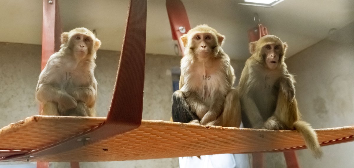 Op de #DagVanDeDierenarts geven we graag een inkijkje in een dag van een van onze dierenartsen. Zij zetten zich elke dag in om het welzijn van onze #apen zo hoog mogelijk te houden.🐒🧡🩺

🎥 youtu.be/EQZ-K2_nvQA

#BPRC #proefdieren #onderzoek #dierenarts