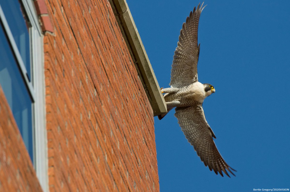 The UK Government has proposed an amendment to the Planning Bill removing statutory consultees from the pre-application stage of major infrastructure projects. Experts warn this could impact nature recovery.

Read more 👉 wildlifetrusts.org/news/governmen…