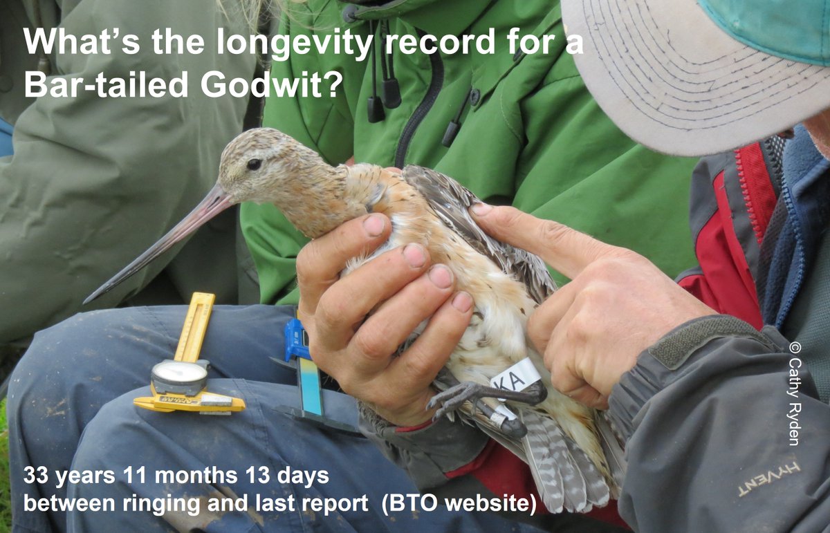Yesterday's news that a <a href="/WashWader/">Wash Wader RG</a> Oystercatcher had broken the <a href="/_BTO/">BTO</a> longevity record for a wader (now 43 years from ringing to latest capture) begs the question: "How long do other waders live for?" 
Answers here: 
wadertales.wordpress.com/2018/01/16/wad…
#ornithology #waders #shorebirds