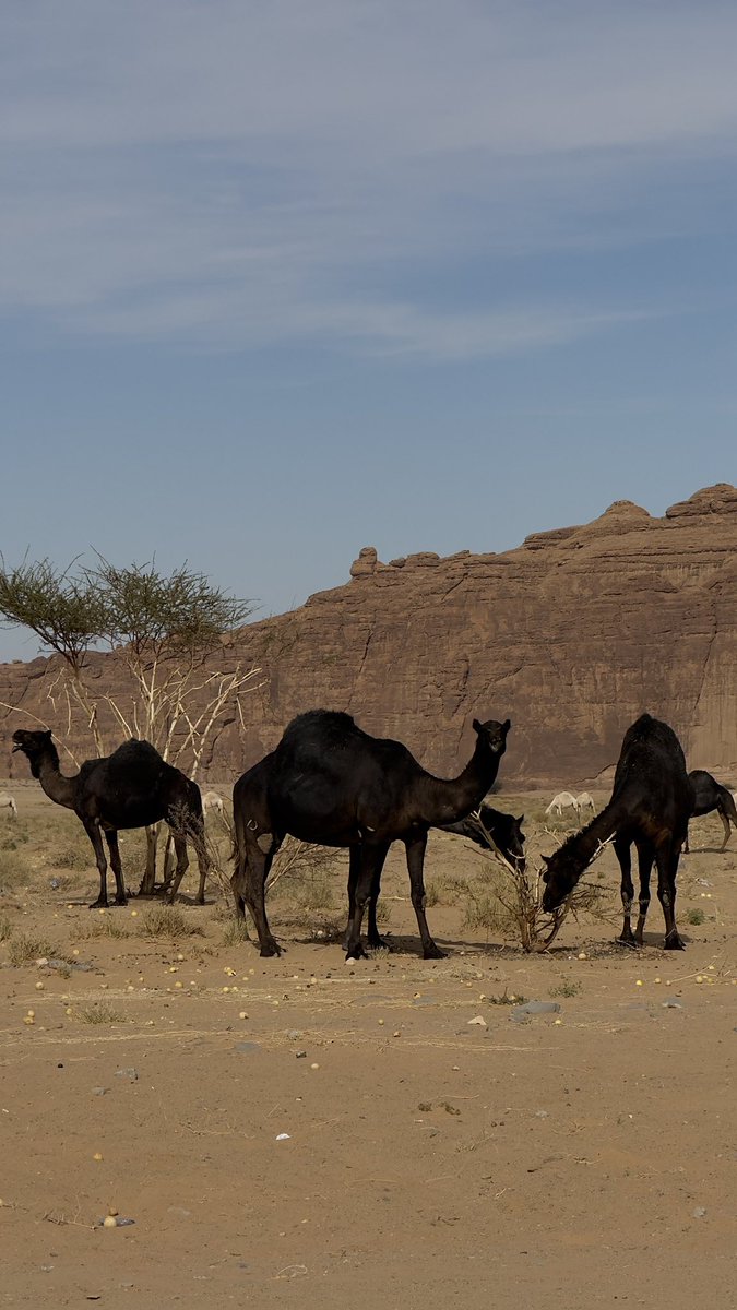 nawaf_3waji's tweet image. Take me back