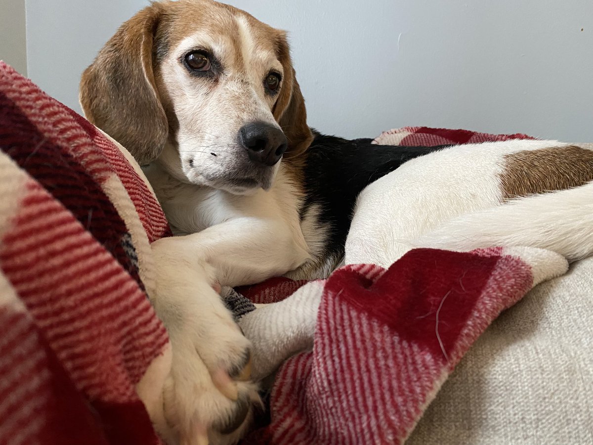PoopyBrothers's tweet photo. @beaglefacts @CaitlinVinning Yup 🐶 https://t.co/XKlwdo76vm