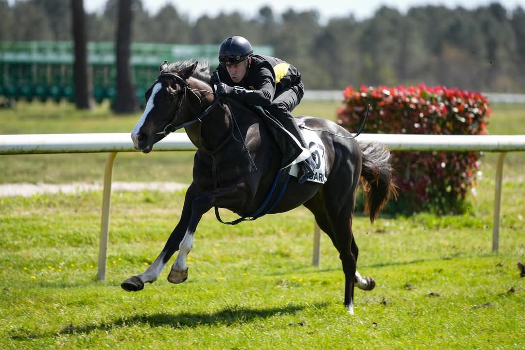 OSARUS (@osarussales) on Twitter photo 🥇 𝐅𝐑𝐀𝐍𝐊𝐈𝐄𝐒 𝐃𝐑𝐄𝐀𝐌 #Breezeupwinner
5th win this year today at Doncaster for FRANKIES DREAM #Belardo <a href="/BearstoneStud/">Bearstone Stud</a> for J. Candlish & P.Mulrennan
✅ He was purchased for 18k€ by Red & White Racing from <a href="/McThoroughbreds/">M.C THOROUGHBREDS</a> at the 2024 La Teste Breeze-up sale 🥇 𝐅𝐑𝐀𝐍𝐊𝐈𝐄𝐒 𝐃𝐑𝐄𝐀𝐌 #Breezeupwinner
5th win this year today at Doncaster for FRANKIES DREAM #Belardo <a href="/BearstoneStud/">Bearstone Stud</a> for J. Candlish & P.Mulrennan
✅ He was purchased for 18k€ by Red & White Racing from <a href="/McThoroughbreds/">M.C THOROUGHBREDS</a> at the 2024 La Teste Breeze-up sale