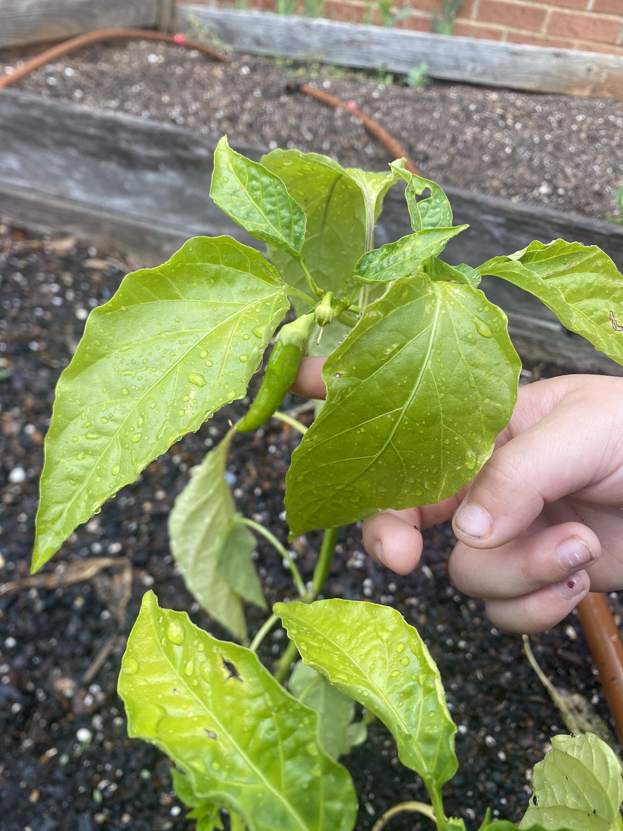 Jennifer Foster (@jfo30228) on Twitter photo We’ve been working in the garden and are already seeing the fruits of our labor! <a href="/HES_HCS/">Hampton Elementary School</a> <a href="/mrsj_cohen/">Mrs. Janae' Cohen, Ed. S.</a> We’ve been working in the garden and are already seeing the fruits of our labor! <a href="/HES_HCS/">Hampton Elementary School</a> <a href="/mrsj_cohen/">Mrs. Janae' Cohen, Ed. S.</a>