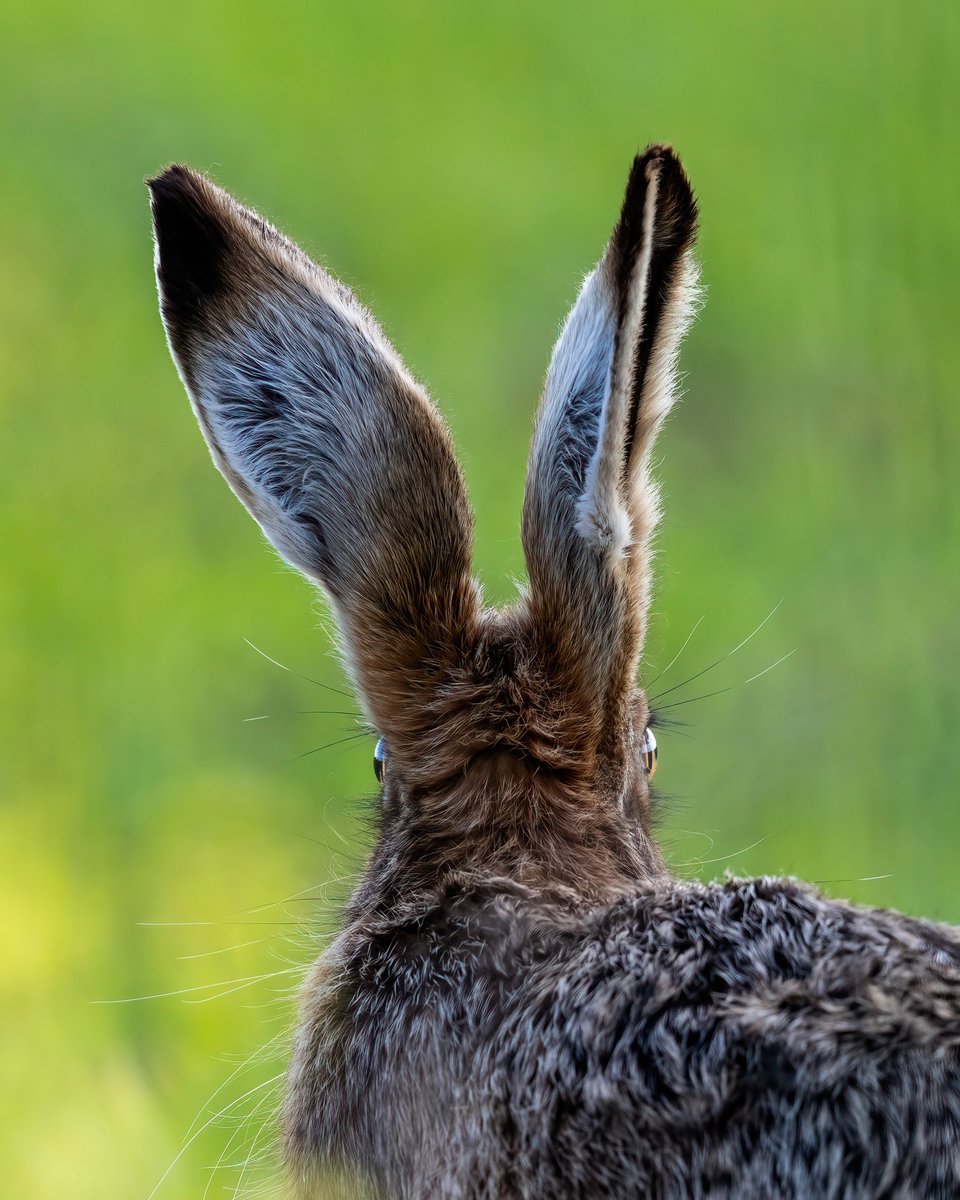 This is why you can’t hide from a hare. He can see you behind him more easily than if you are stood straight in front of his nose! #hare #brownhare #Norfolk #teamhare #harecloseseasonbill #Springwatch #BBCWildlifePOTD #wildlifephotography