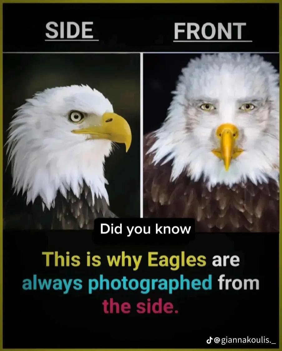 ShitpostGateway (@shitpostgate) on Twitter photo 