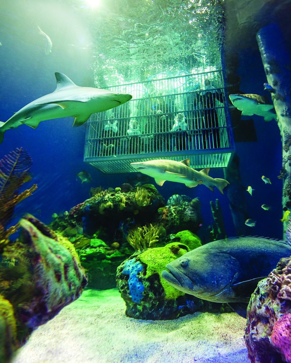 Vote Wonders of Wildlife Best Aquarium! 😁🌊⁣
⁣
Your vote for WOW is a vote for conservation! Vote daily through May 12th at the link below 10best.usatoday.com/awards/wonders…