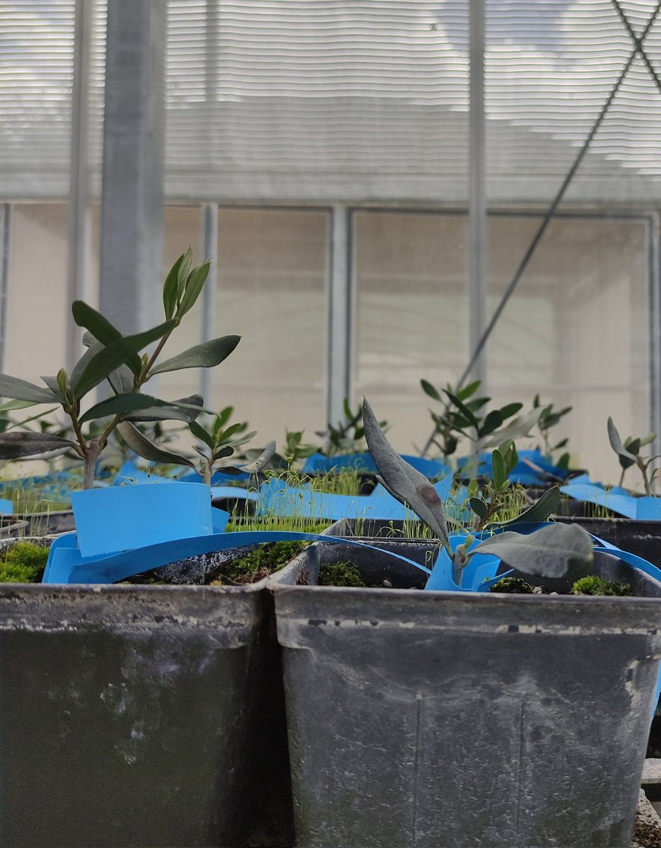 Fco Jesús Gómez tweet media