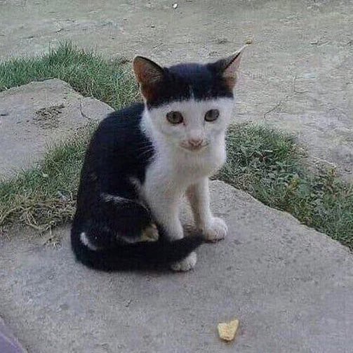 ceo of tanaka ⚢︎ aus no fix tweet media