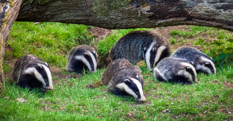 Petition to end the senseless badger cull 👇
petition.parliament.uk/petitions/7003…

Over 220,000 iconic British badgers have been killed in a cull that’s nothing but a sham.

The real culprit? Cattle-to-cattle transmission—still the main driver of bovine TB outbreaks.