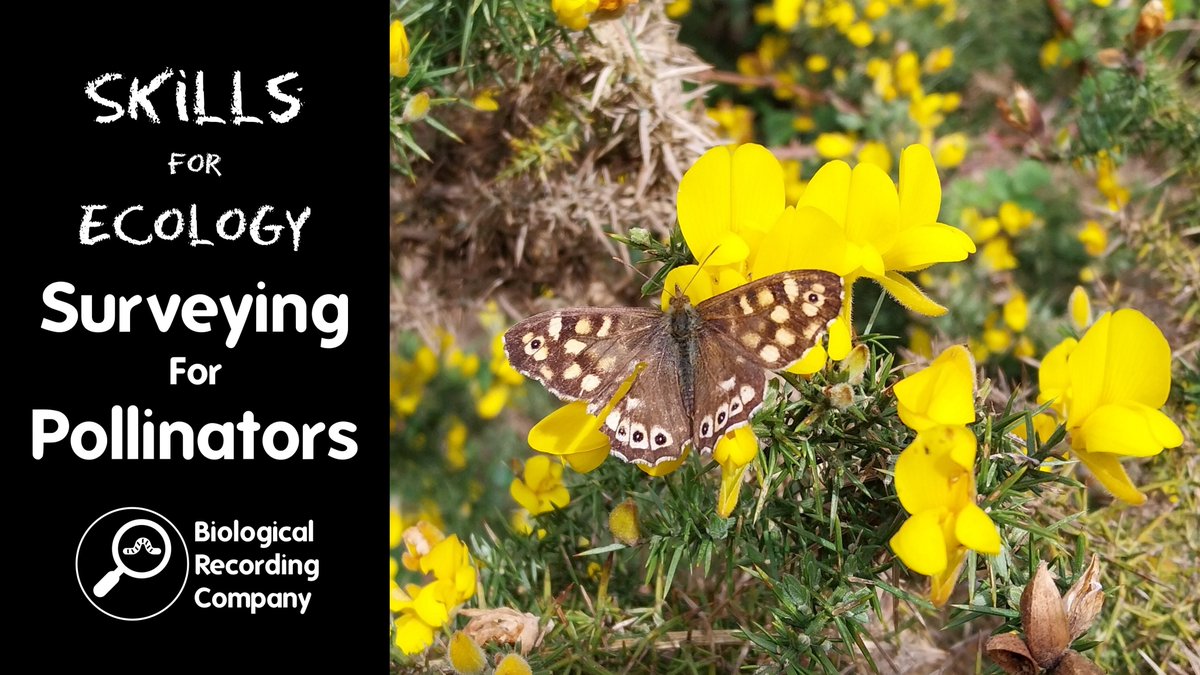 Keiron Derek Brown (@keirondbrown) on Twitter photo 🌼 Learn how to survey bees, butterflies, hoverflies & more! Join Prof <a href="/JeffOllerton/">Prof. Jeff Ollerton - @JeffOllerton@ecoevo.social</a> for a live webinar on pollinator monitoring tools & techniques.
📅 2 Oct 2025 | 💻 Online | 🎟️ £12.50
🎟️ Book now: eventbrite.co.uk/e/1334343349879 🌼 Learn how to survey bees, butterflies, hoverflies & more! Join Prof <a href="/JeffOllerton/">Prof. Jeff Ollerton - @JeffOllerton@ecoevo.social</a> for a live webinar on pollinator monitoring tools & techniques.
📅 2 Oct 2025 | 💻 Online | 🎟️ £12.50
🎟️ Book now: eventbrite.co.uk/e/1334343349879