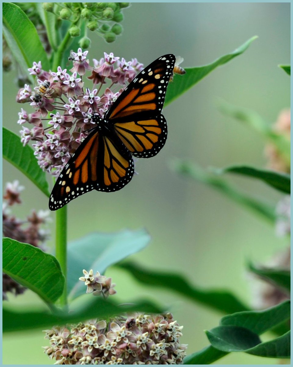 Northern Virginia Clean Water Partners (@nova_cwp) on Twitter photo April showers bring May flowers. By making sure the flowers blooming in your garden are native, you’ll be able to use less chemicals and reduce polluted stormwater runoff. Learn more: onlyrain.org/garden-lawn-ca… April showers bring May flowers. By making sure the flowers blooming in your garden are native, you’ll be able to use less chemicals and reduce polluted stormwater runoff. Learn more: onlyrain.org/garden-lawn-ca…
