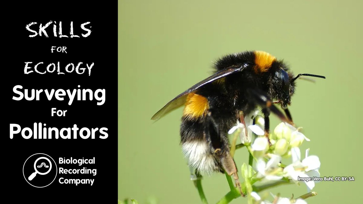 Keiron Derek Brown (@keirondbrown) on Twitter photo 🌼 Learn how to survey bees, butterflies, hoverflies & more! Join Prof <a href="/JeffOllerton/">Prof. Jeff Ollerton - @JeffOllerton@ecoevo.social</a> for a live webinar on pollinator monitoring tools & techniques.
📅 2 Oct 2025 | 💻 Online | 🎟️ £12.50
🎟️ Book now: eventbrite.co.uk/e/1334343349879 🌼 Learn how to survey bees, butterflies, hoverflies & more! Join Prof <a href="/JeffOllerton/">Prof. Jeff Ollerton - @JeffOllerton@ecoevo.social</a> for a live webinar on pollinator monitoring tools & techniques.
📅 2 Oct 2025 | 💻 Online | 🎟️ £12.50
🎟️ Book now: eventbrite.co.uk/e/1334343349879