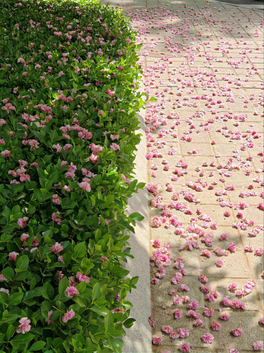 nanya0707's tweet photo. Nature’s own red carpet! 🌸✨ This flower-packed path is throwing petal confetti 24/7 – who needs flower shops when Mother Nature’s got drip? 💐🌿 Tag your adventure buddy for this botanical rave! #FloralTherapy #PathToParadise #NoFilterFlorals https://t.co/gpak4h2vBV