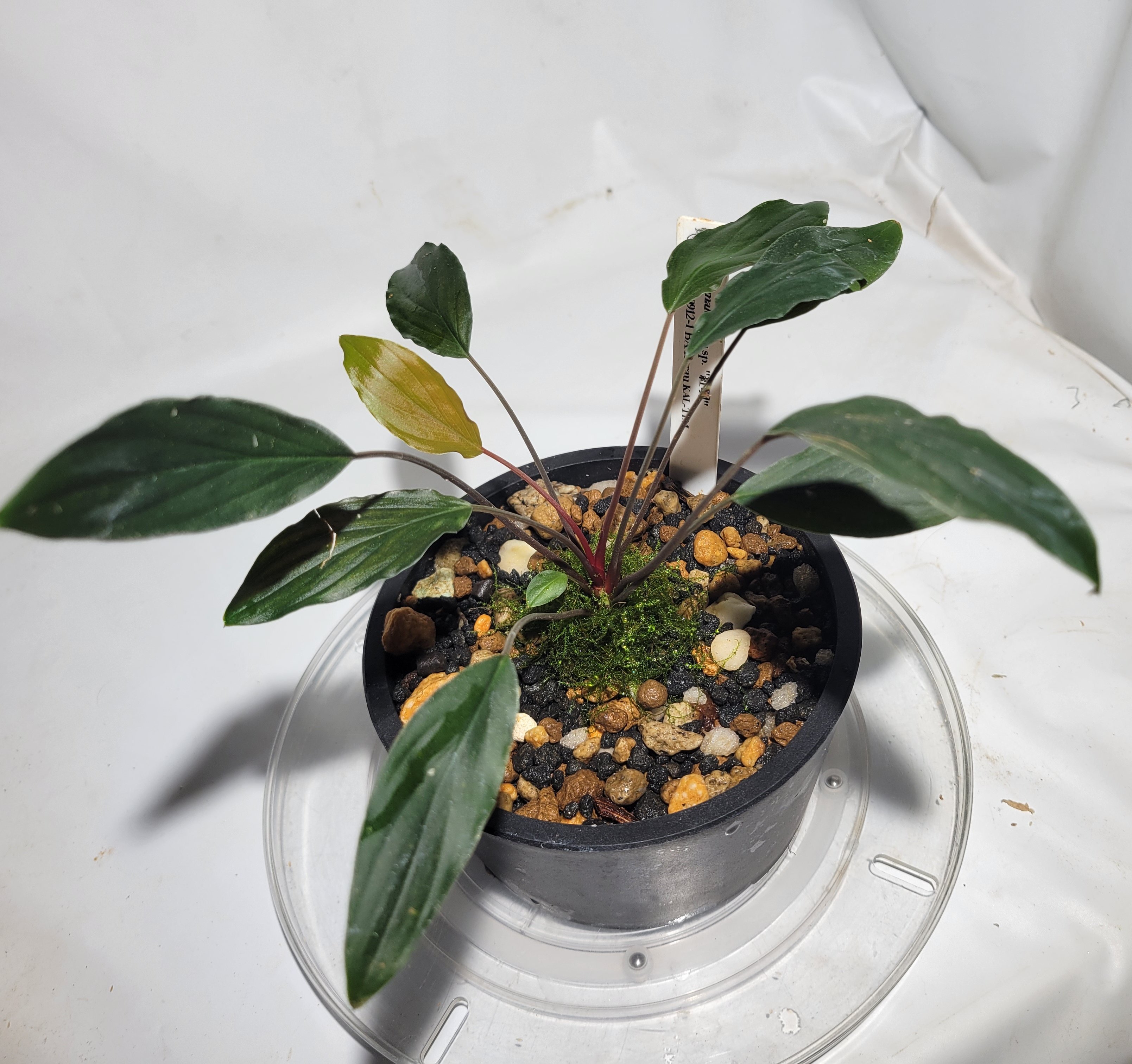 Homalomena - Search / X Homalomena - Search / X