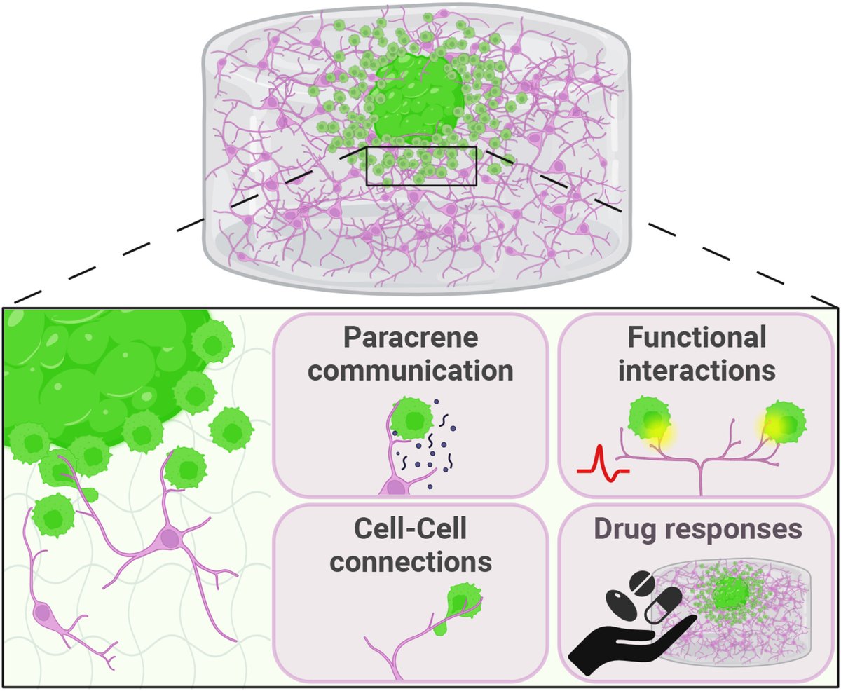 The first fruit of our nice collaboration with Susanna Narkilahti's Neurogroup came out in The FASEB journal today, describing a 3D neuron-glioma model and its intercellular interactions. 🙂 Happy by involved! ❤️ dx.doi.org/10.1096/fj.202…