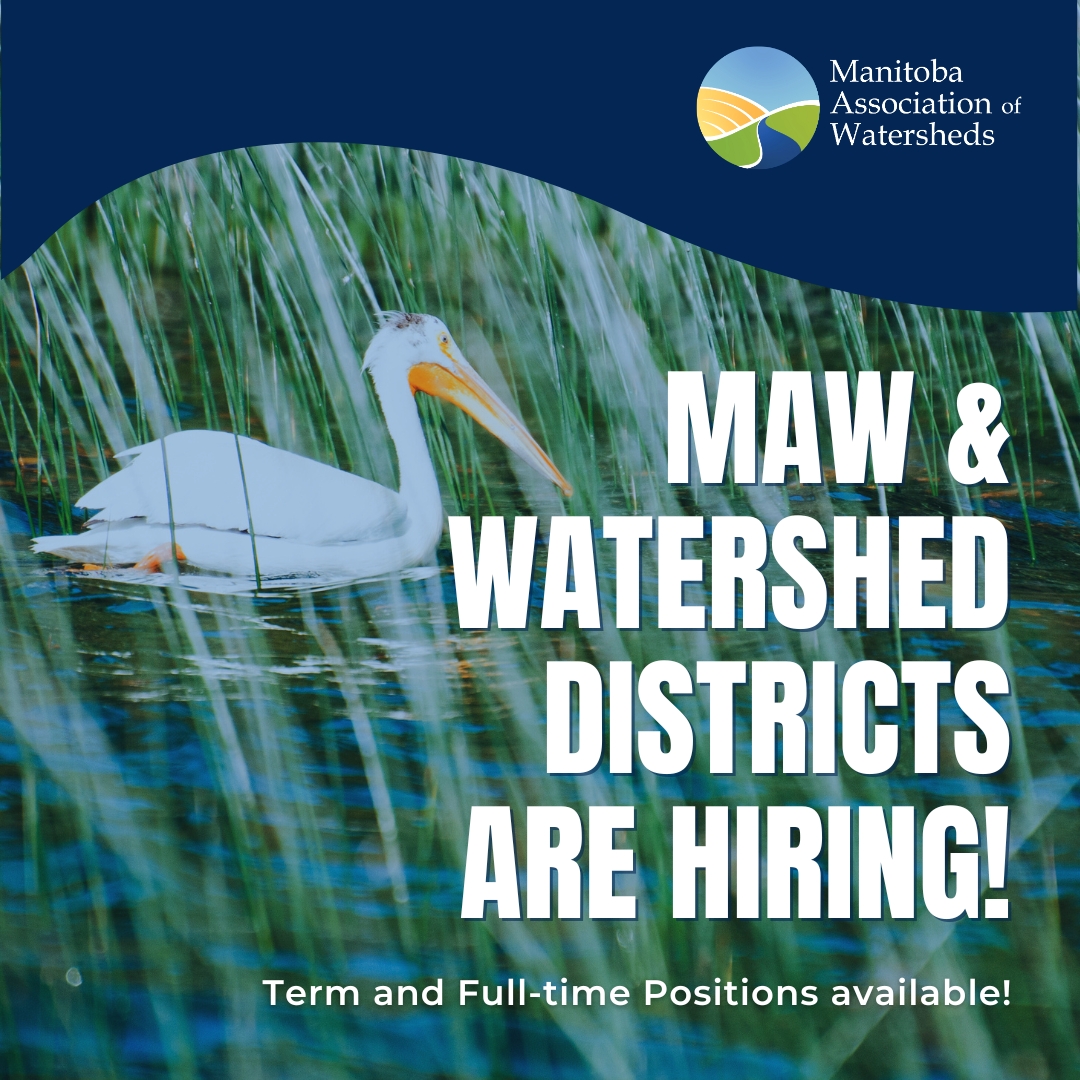 The term position with MAW is still available and posted in our Careers section manitobawatersheds.org/careers. Watershed districts across Manitoba are also currently hiring for various roles. Explore these opportunities and apply!
#ManitobaWatersheds #Manitobajobs #studentjobs