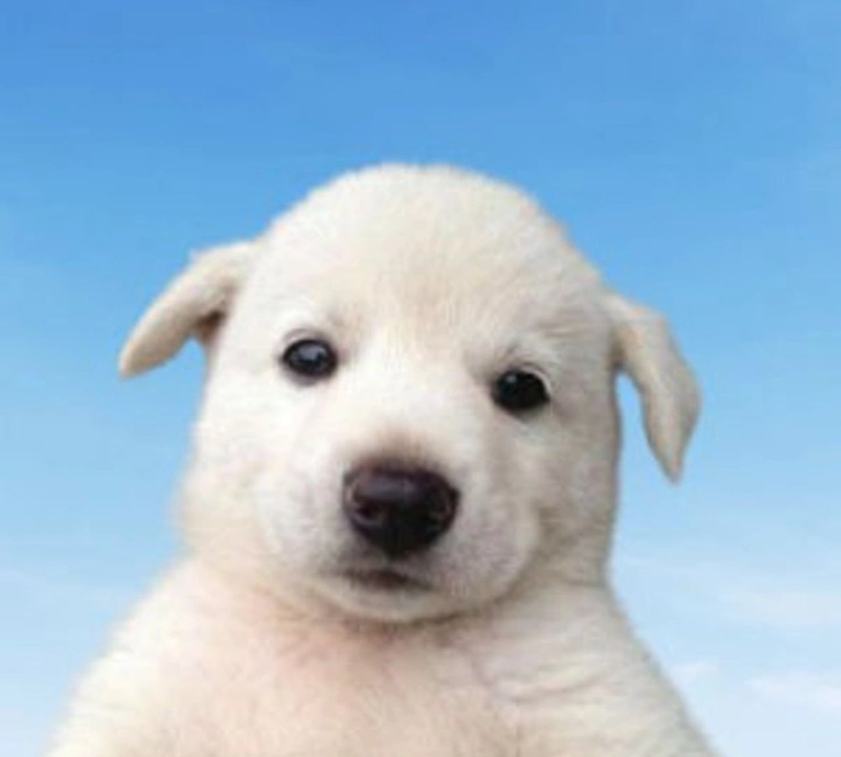 Richxweb3's tweet image. Loving this doge $bobo